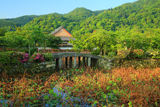 天龍寺 放生池と新緑の寿寧院本堂