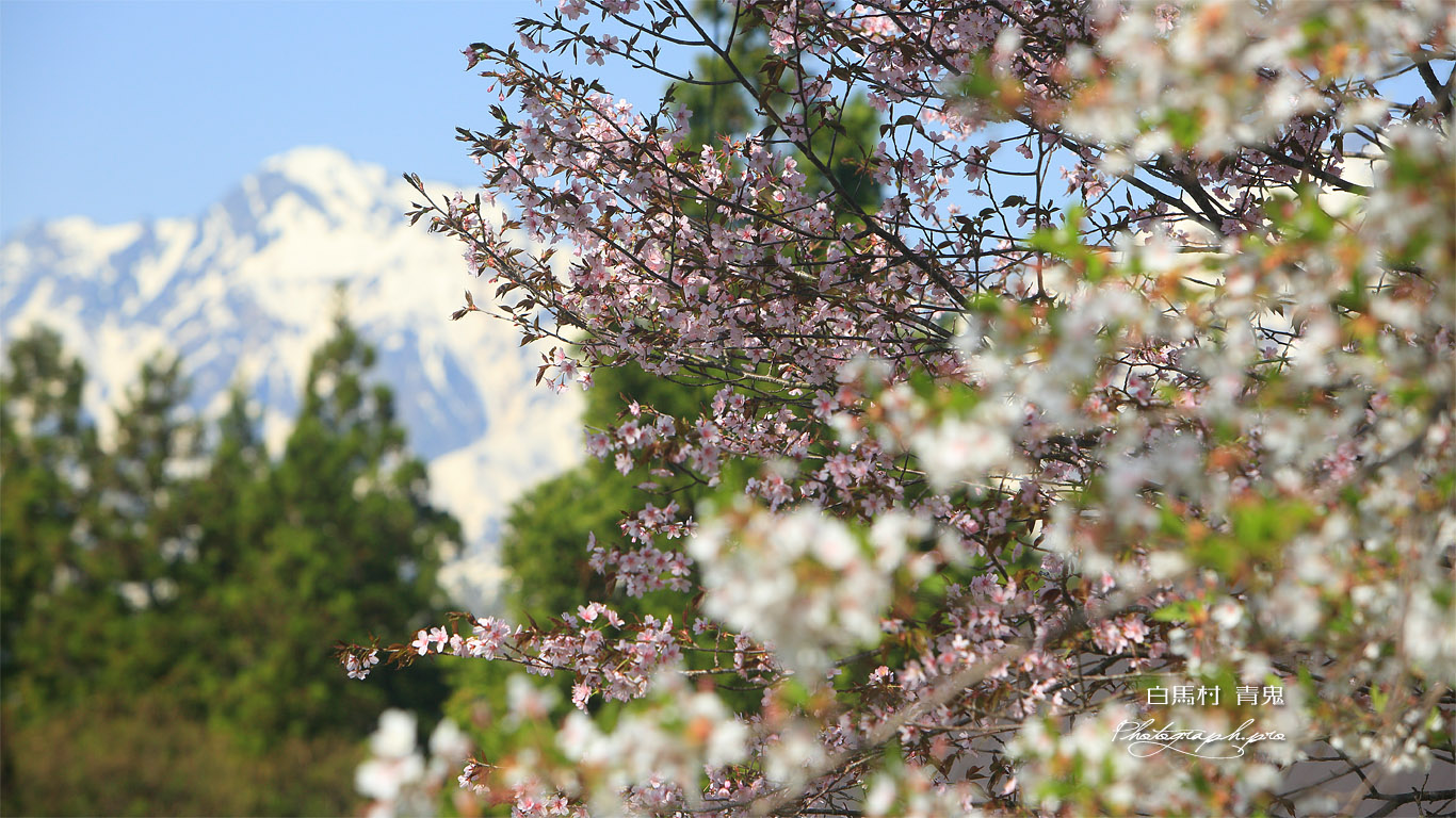白馬村 青鬼の桜と五竜岳 壁紙