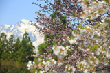 青鬼の桜