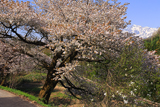 通の山桜