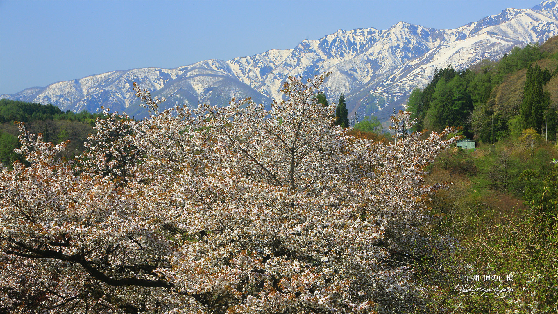 通の山桜