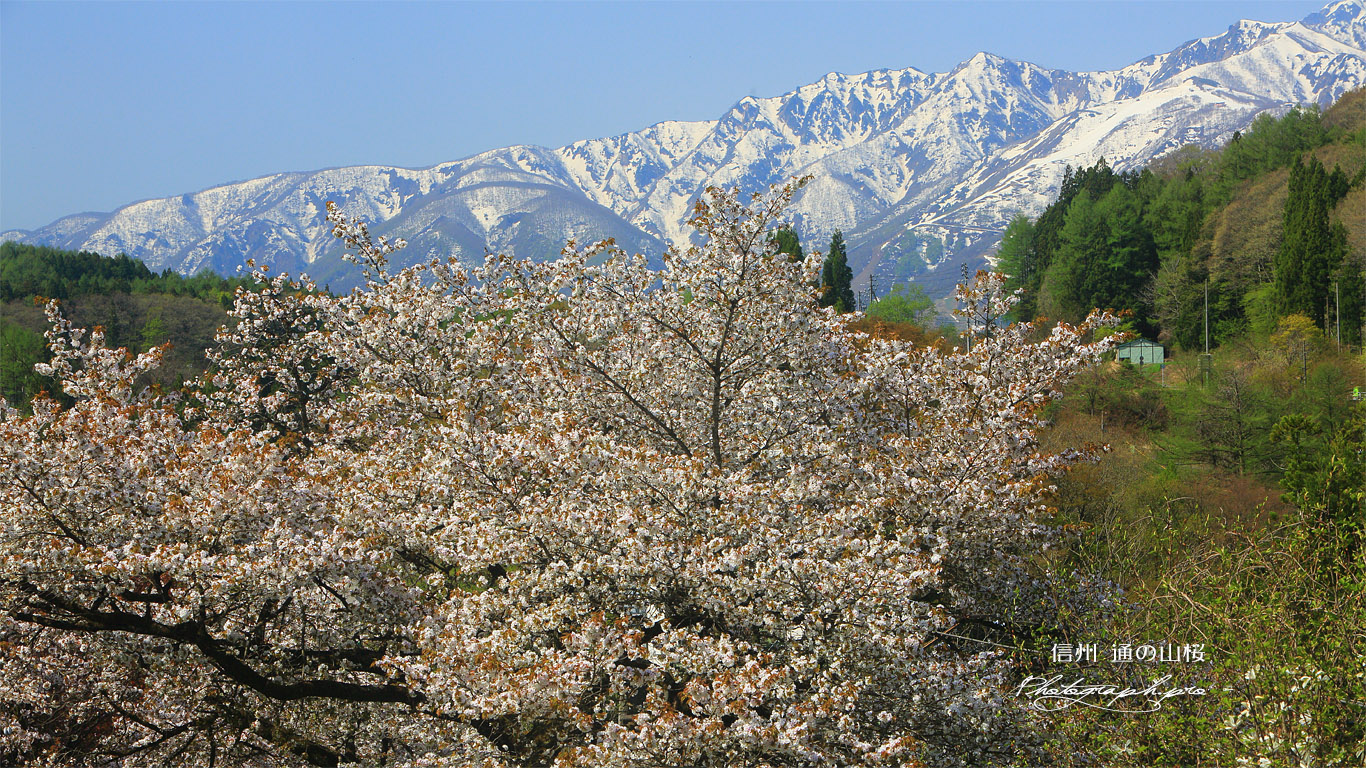 通の山桜 壁紙