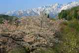 通の山桜