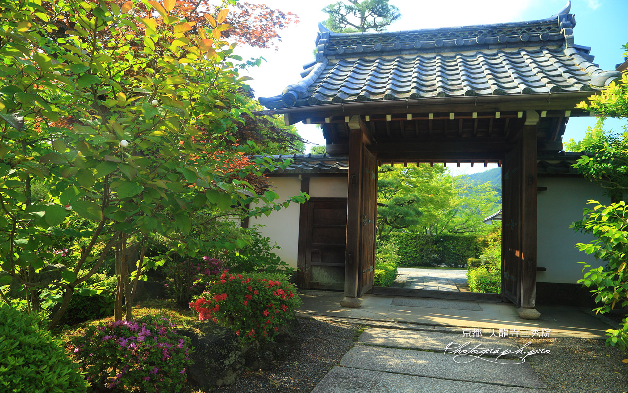 三秀院 ツツジと表門 壁紙