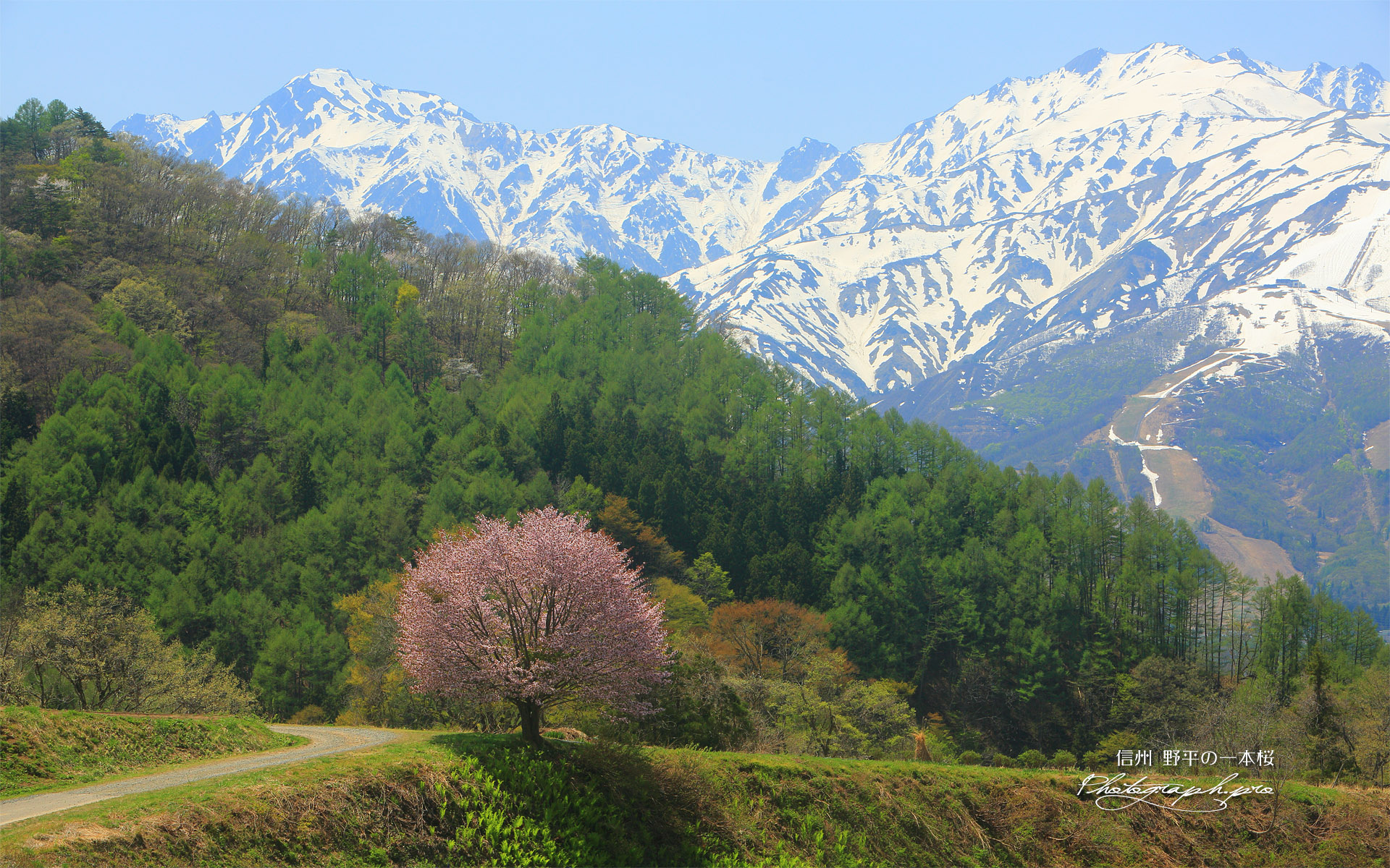 野平の一本桜