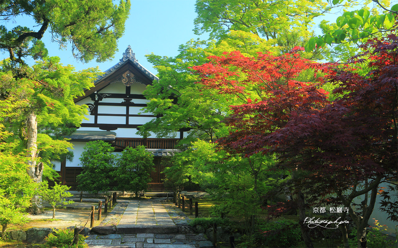 松巖寺 春紅葉と新緑の庫裡 壁紙