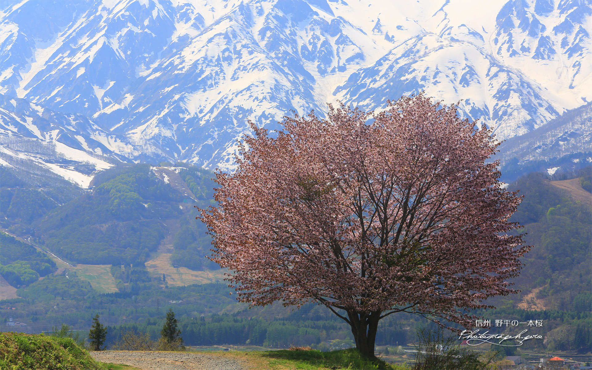 野平の一本桜