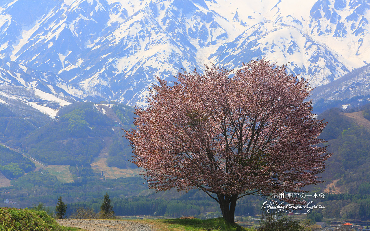 野平の一本桜 壁紙