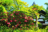 松巖寺 ツツジと庫裏