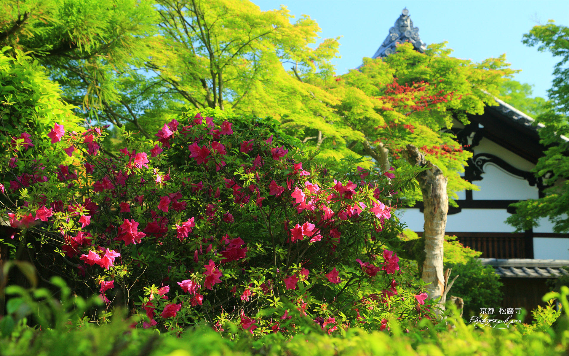 松巖寺 ツツジと庫裏