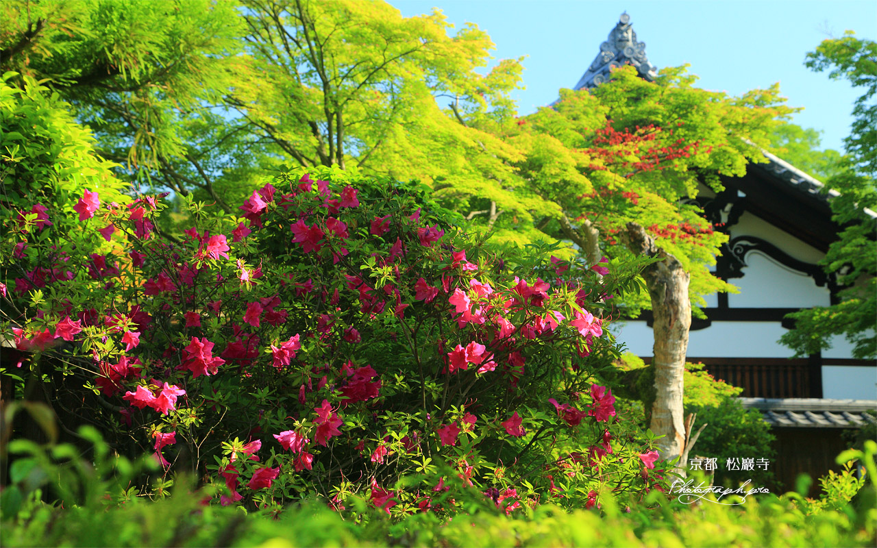 松巖寺 ツツジと庫裏 壁紙