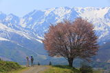 野平の一本桜
