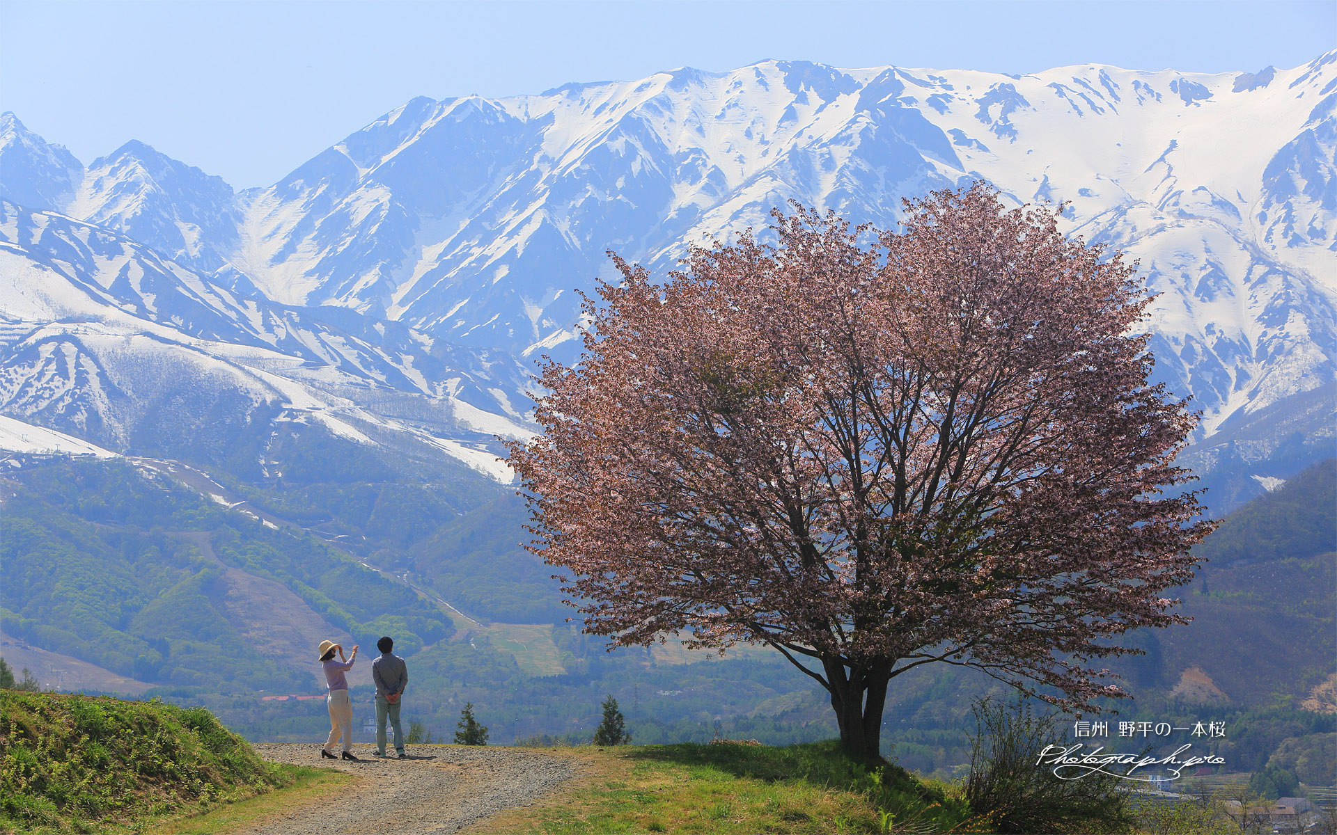 野平の一本桜