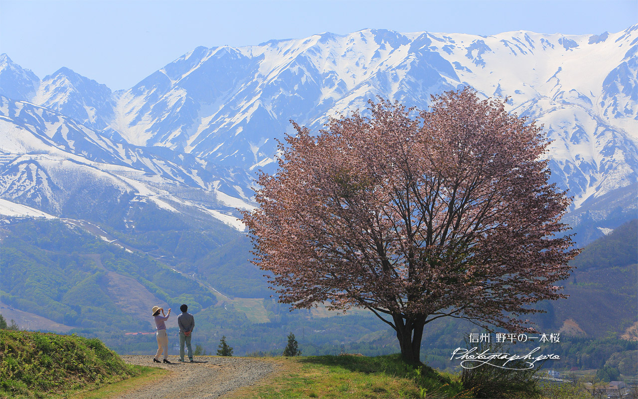 野平の一本桜 壁紙