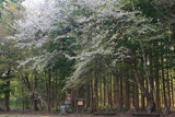 白馬村 観音原の桜