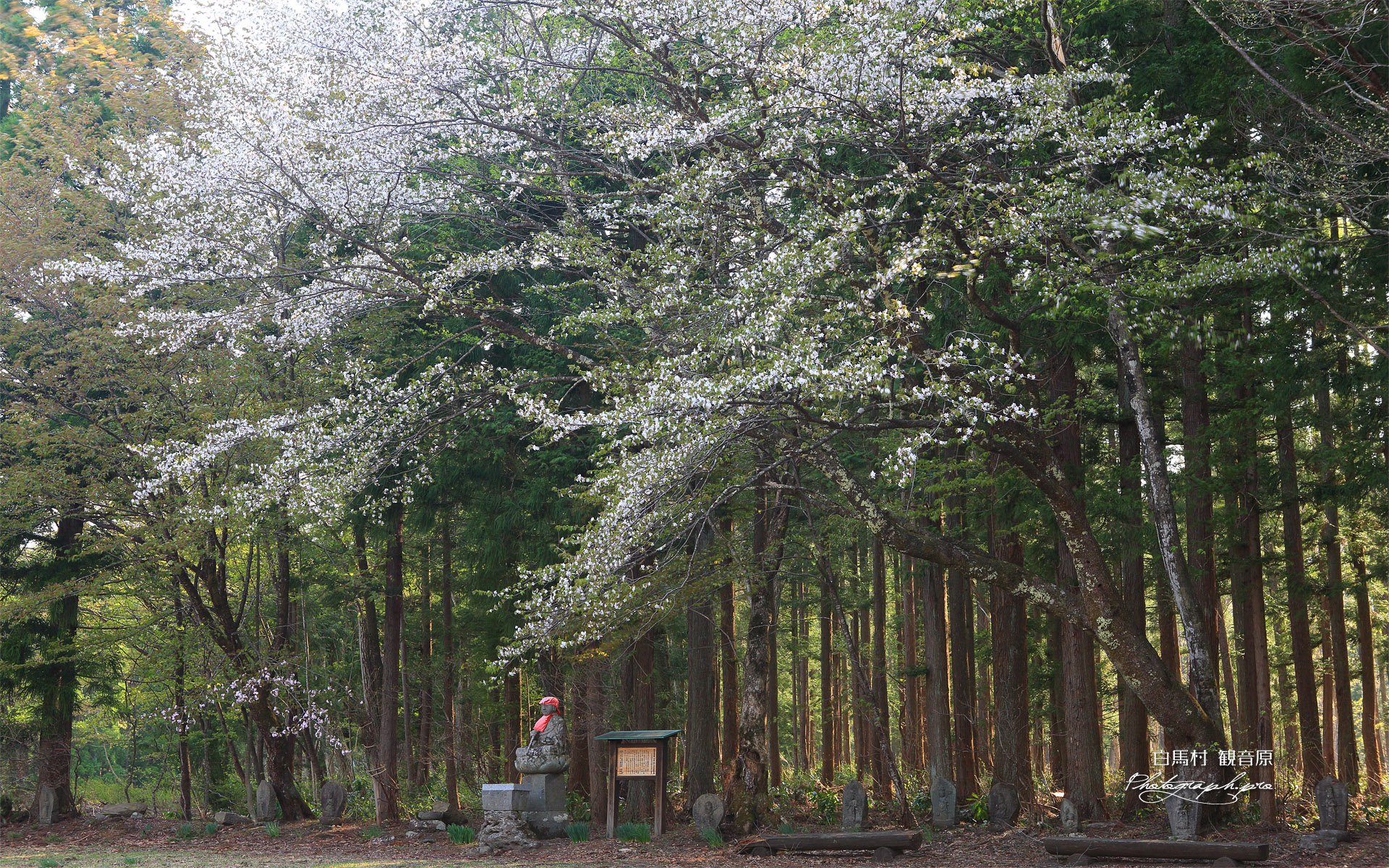 白馬村 観音原の桜