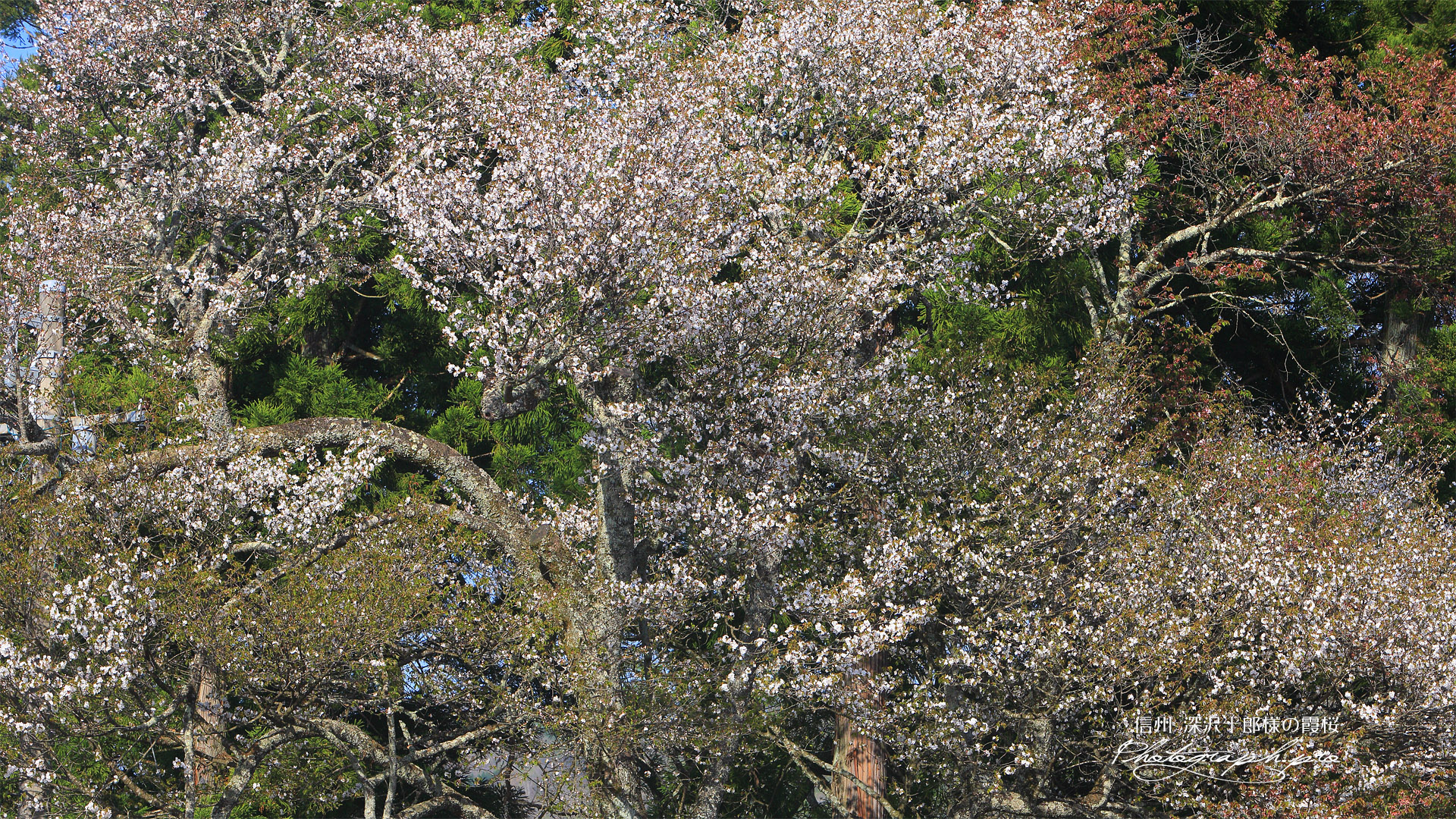 深沢十郎様の霞桜