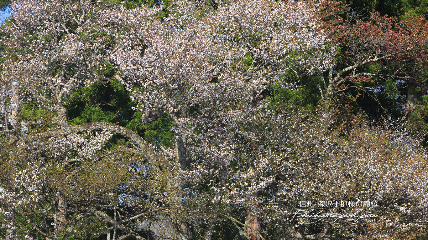 深沢十郎様の霞桜 壁紙