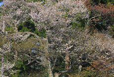 深沢十郎様の大山桜と霞桜