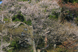 深沢十郎様の大山桜と霞桜