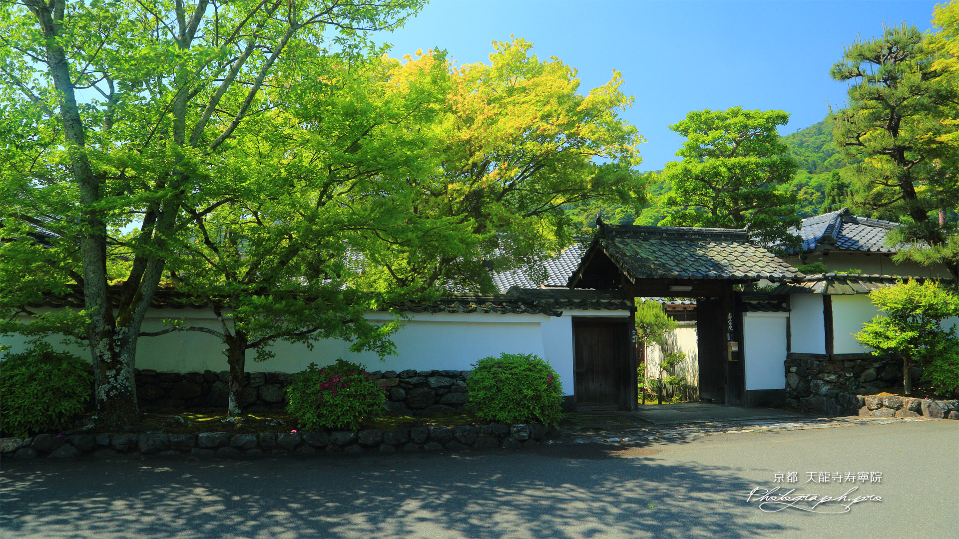 寿寧院 新緑と表門