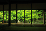 蓮華寺 柱越しに新緑の庭園