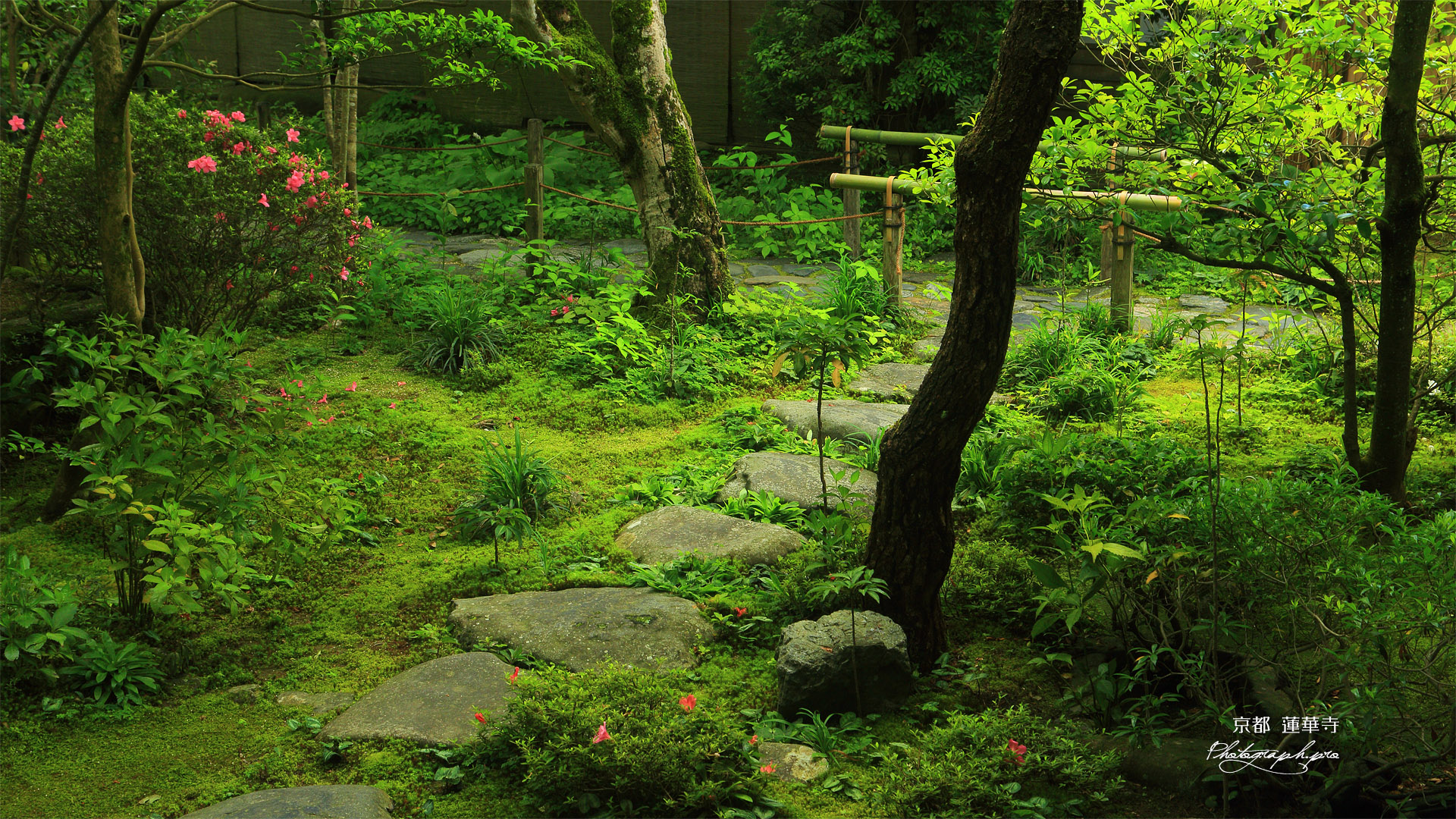 蓮華寺 サツキ