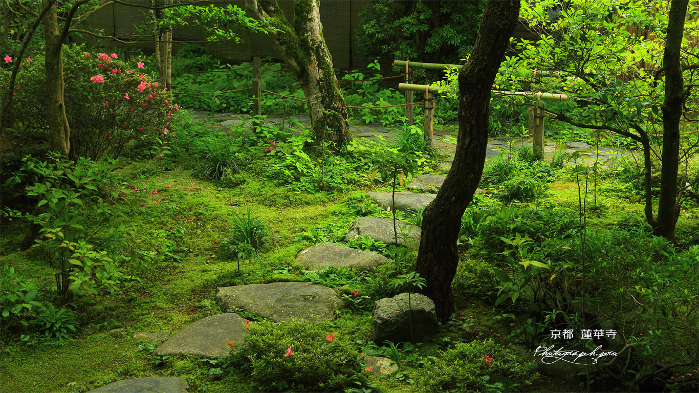 蓮華寺 サツキ 壁紙