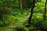 蓮華寺 サツキ
