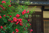 鞍馬本町の薔薇