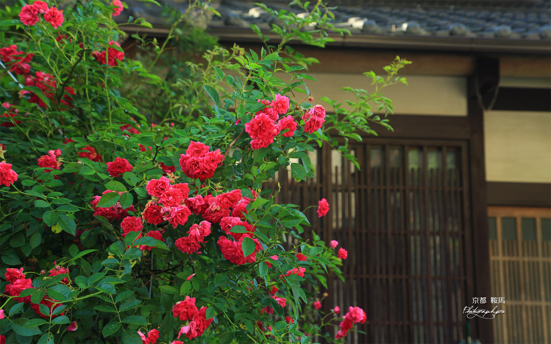鞍馬本町の薔薇