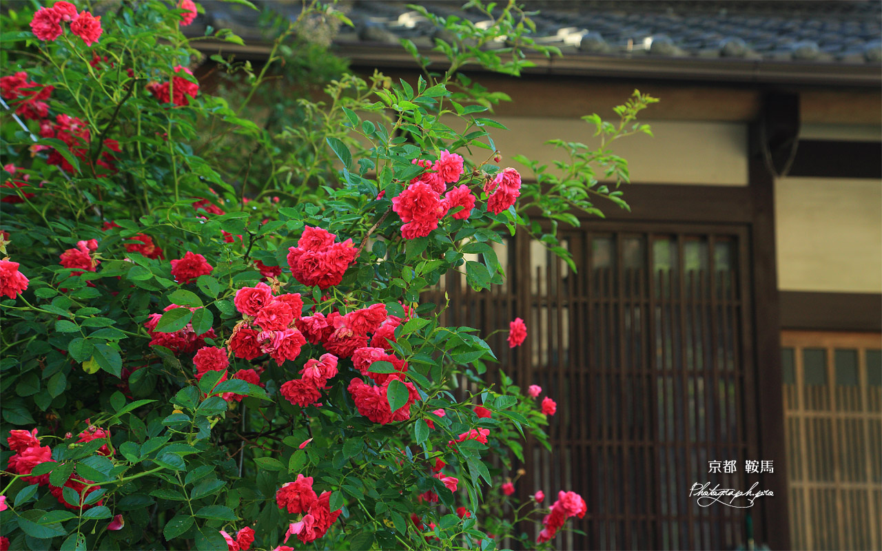 鞍馬本町の薔薇 壁紙