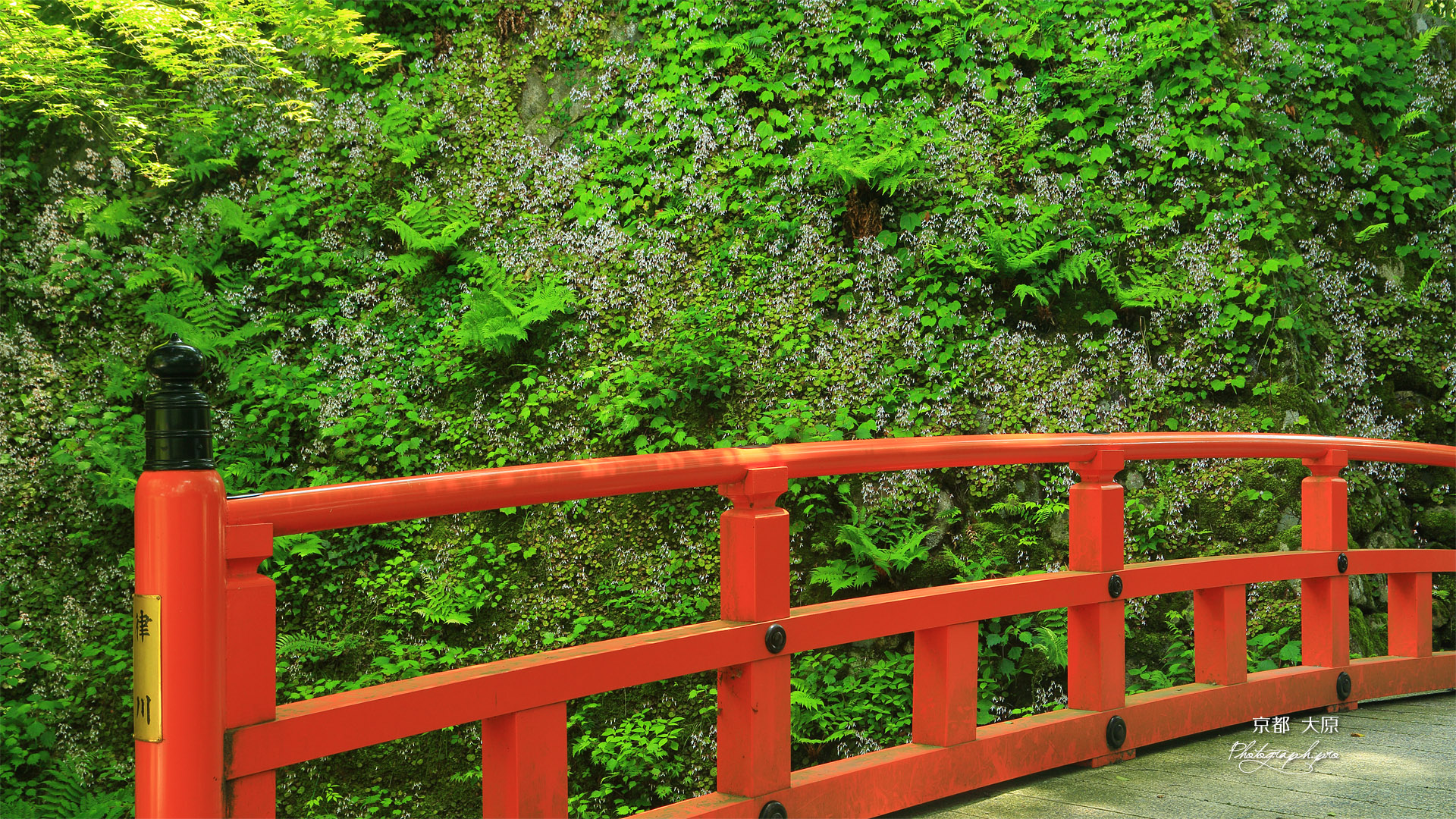 大原 律川橋とユキノシタ