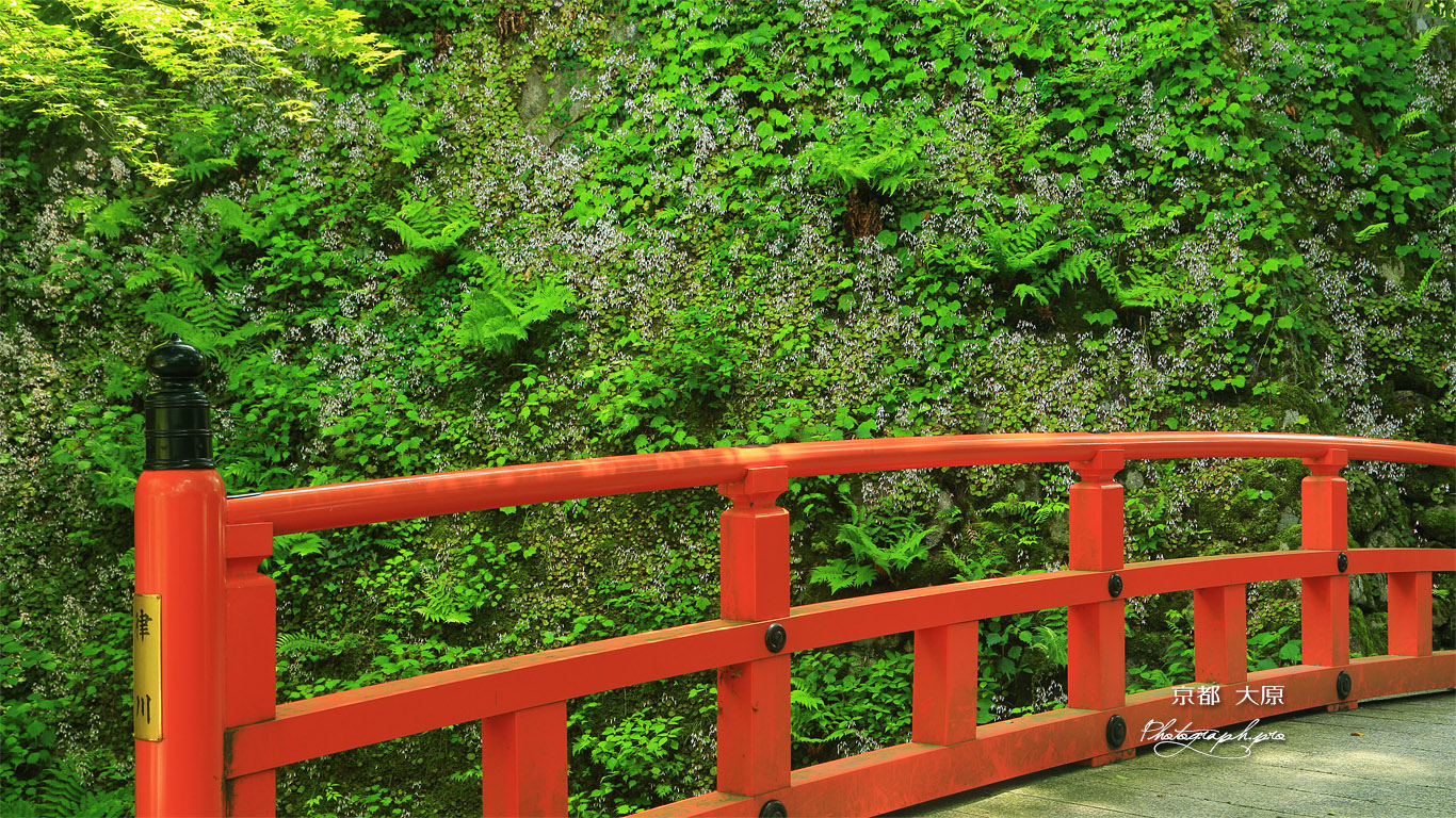 大原 律川橋とユキノシタ 壁紙