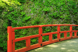 大原 律川橋とユキノシタ