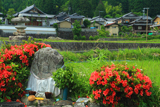 大原 石仏とサツキ