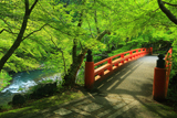 梅ケ畑 新緑の指月橋