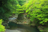 梅ケ畑 新緑の清滝川と指月亭