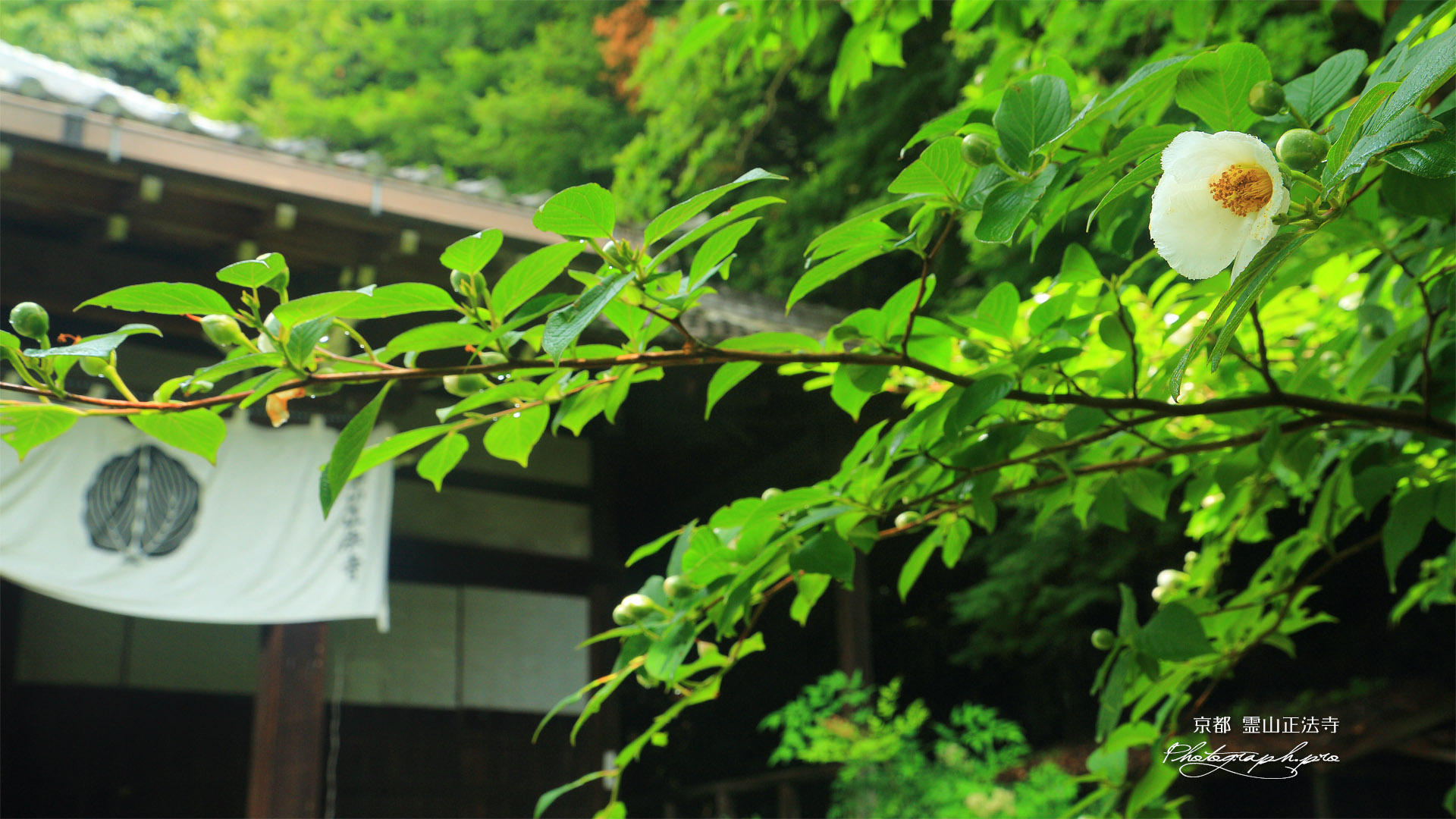 霊山正法寺 ナツツバキと本堂