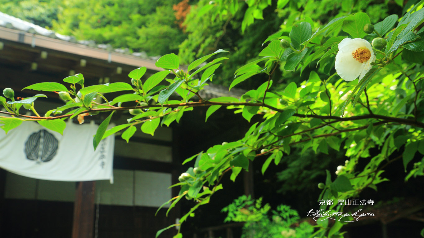 霊山正法寺 ナツツバキと本堂 壁紙