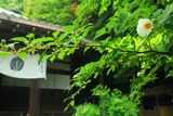 霊山正法寺 シャラノキ（沙羅双樹の木）と本堂