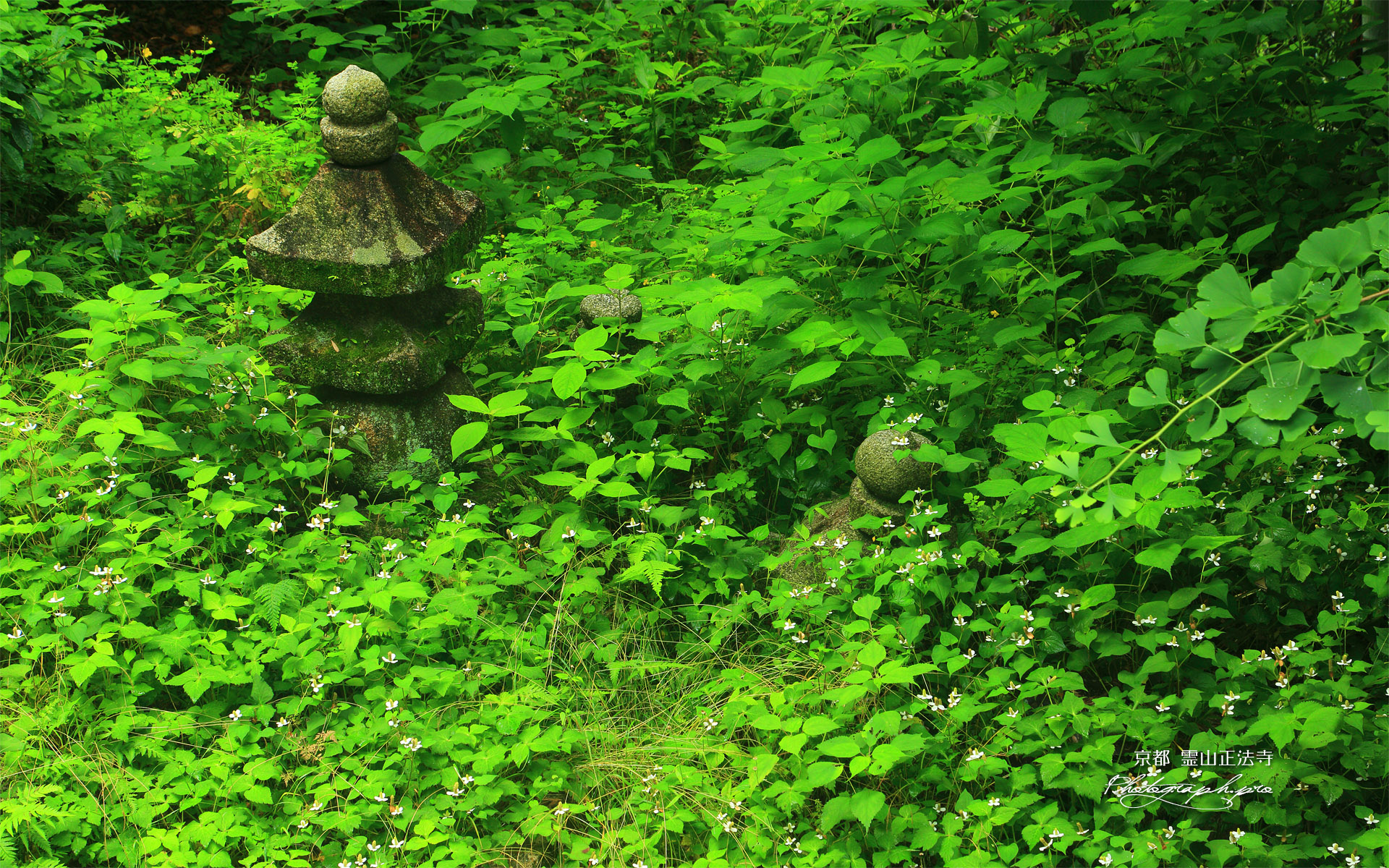 霊山正法寺 ドクダミと石塔