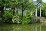 妙心寺 蓮池のクチナシ