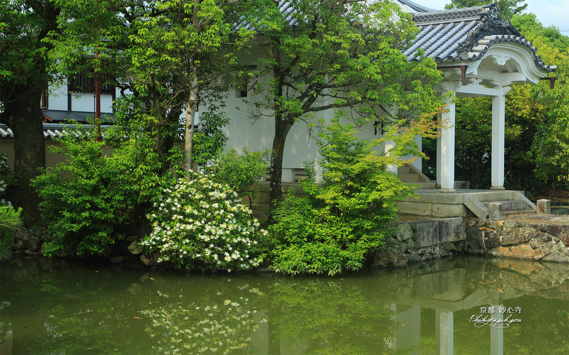妙心寺 蓮池のクチナシ
