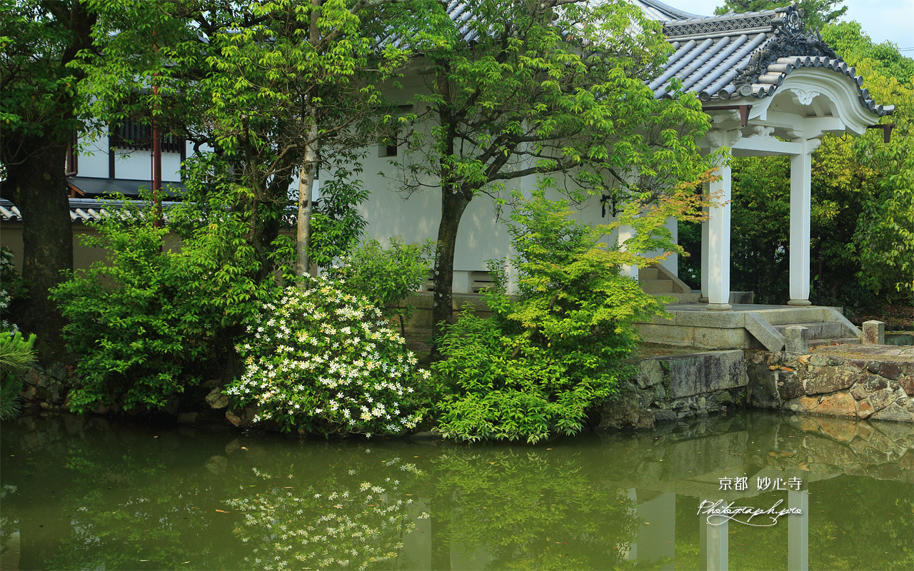 妙心寺 蓮池のクチナシ 壁紙