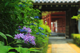 退蔵院 アジサイと表門越しの妙心寺三門