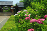 東林院 紫陽花と表門