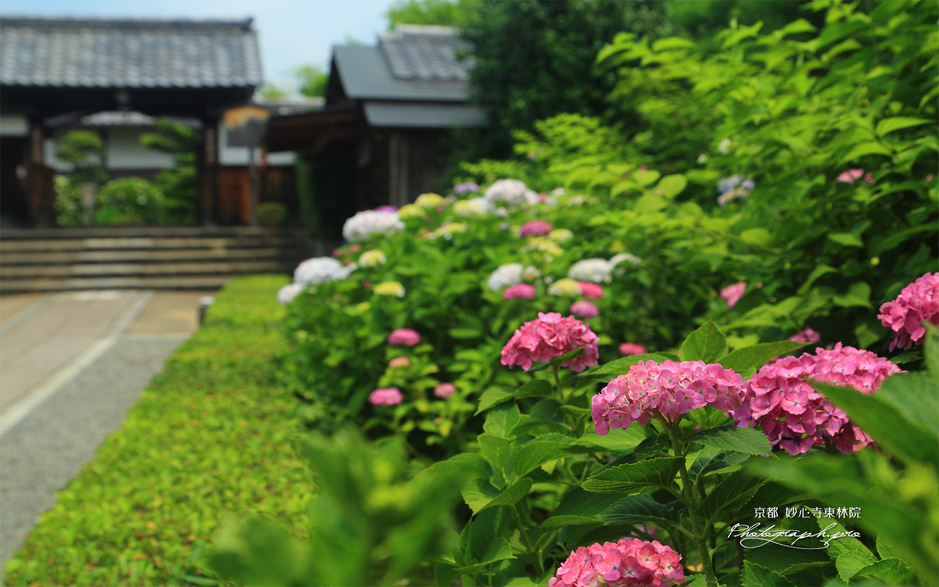 東林院 紫陽花と表門