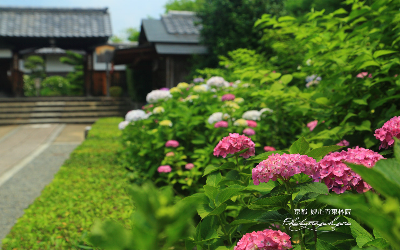 東林院 紫陽花と表門 壁紙