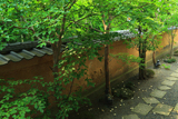 東林院 沙羅林